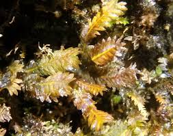 Attēlu rezultāti vaicājumam “Plagiochila asplenioides”