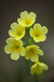 Image result for Primula elatior