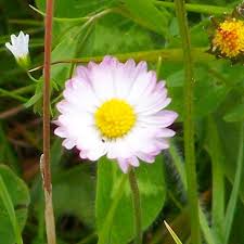 Image result for Bellis perennis