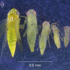 Attēlu rezultāti vaicājumam “Macrosteles sp. nymph”