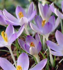 Attēlu rezultāti vaicājumam “Crocus tommasinianus flower”