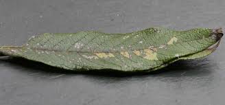 Attēlu rezultāti vaicājumam “Carpatolechia proximella”