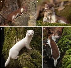 Attēlu rezultāti vaicājumam “Mustela nivalis adult”