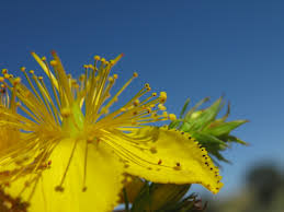 Attēlu rezultāti vaicājumam “Hypericum perforatum flower”