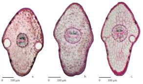 Attēlu rezultāti vaicājumam “Picea abies leaf”