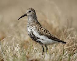 Attēlu rezultāti vaicājumam “Calidris alpina adult”