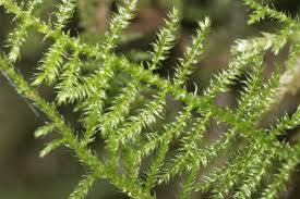 Attēlu rezultāti vaicājumam “Palustriella”