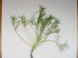 Image result for Artemisia caudata
