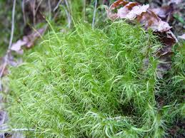 Attēlu rezultāti vaicājumam “| Dicranum”