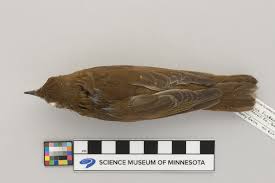 Image result for Catharus fuscescens