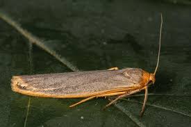 Attēlu rezultāti vaicājumam “Comatricha ellae macro”