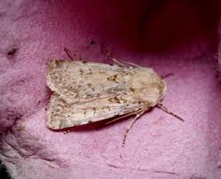 Attēlu rezultāti vaicājumam “Agrotis ripae”