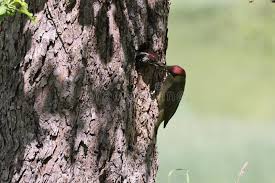 Attēlu rezultāti vaicājumam “Picus viridis nest”