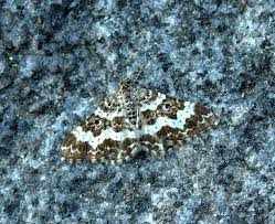 Attēlu rezultāti vaicājumam “Epirrhoe tristata imago”