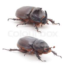 Attēlu rezultāti vaicājumam “Oryctes nasicornis”