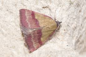 Attēlu rezultāti vaicājumam “Phytometra viridaria”