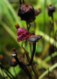 Attēlu rezultāti vaicājumam “Splachnum ampullaceum sporophyte”