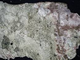 Attēlu rezultāti vaicājumam “Pertusaria leioplaca”