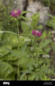 Attēlu rezultāti vaicājumam “Trifolium alpestre”