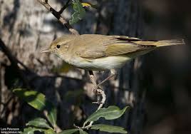 Image result for Phylloscopus orientalis