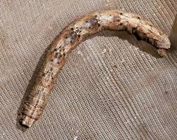 Image result for przyk adnica