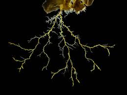 Attēlu rezultāti vaicājumam “Physarum straminipes”