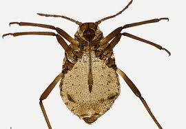 Attēlu rezultāti vaicājumam “Aphididae”