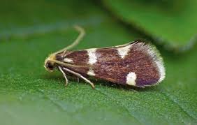 Attēlu rezultāti vaicājumam “Incurvaria praelatella”