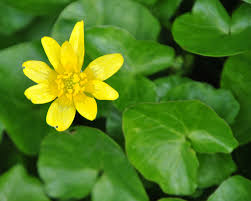 Attēlu rezultāti vaicājumam “Ficaria verna leaf”