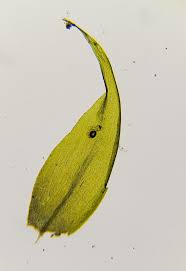 Attēlu rezultāti vaicājumam “Warnstorfia fluitans”