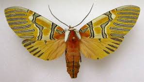 Attēlu rezultāti vaicājumam “Arctiidae”