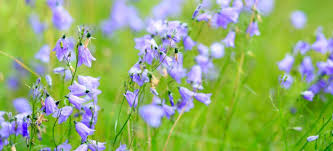 Image result for Glockenblumen