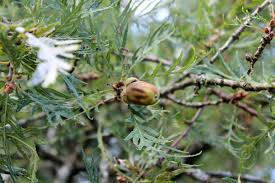Attēlu rezultāti vaicājumam “Quercus robur fo. pectinata”