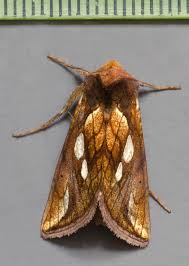 Attēlu rezultāti vaicājumam “Plusia festucae”