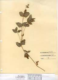 Image result for Veronica officinalis