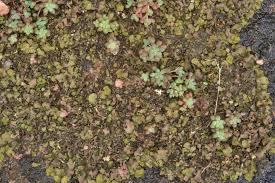 Attēlu rezultāti vaicājumam “Dermatocarpon luridum”