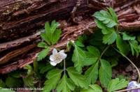 Attēlu rezultāti vaicājumam “Urocystis anemones spores”