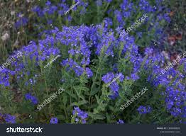 Attēlu rezultāti vaicājumam “Veronica austriaca subsp. teucrium bud”