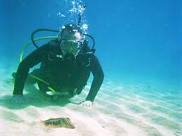 Image result for Canary Divers