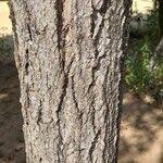 Attēlu rezultāti vaicājumam “Populus x canadensis fruit”