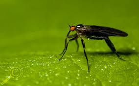 Attēlu rezultāti vaicājumam “Empididae”