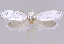 Attēlu rezultāti vaicājumam “Yponomeutidae”