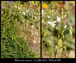 Attēlu rezultāti vaicājumam “Anthericum ramosum”