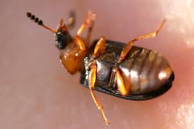 Attēlu rezultāti vaicājumam “Tetratoma fungorum”