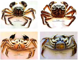 Image result for Eriocheir sinensis