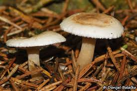 Attēlu rezultāti vaicājumam “Trichia alpina macro”