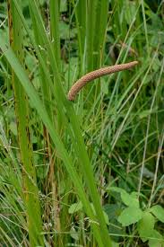 Attēlu rezultāti vaicājumam “Acorus calamus leaf”