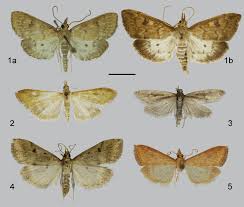 Attēlu rezultāti vaicājumam “Udea fulvalis”