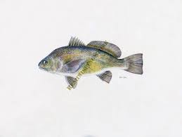 Image result for Aplodinotus grunniens