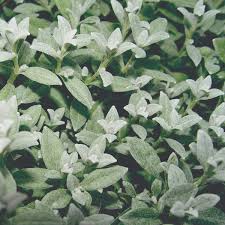 Image result for cerastium tomentosum